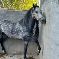 کرد شجره دار .اسب