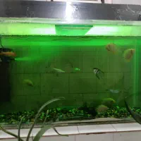 اکواریم ماهی|ماهی|قائن, |دیوار