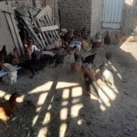 مرغ و خروس و تاخچه|حیوانات مزرعه|نیشابور, ده حلاج|دیوار