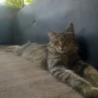 واگذاری گربه خونگی