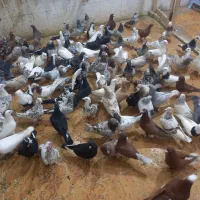 کبوتر فروشی شوشترنو داخل محوطه بازارچه