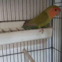 طوطی برزیلی نر و عروس هلندی|پرنده|یاسوج, |دیوار