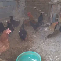 مرغ مزرعه