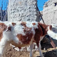 فروش دام زنده