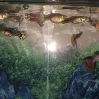 ماهی گوپی درجه یک|ماهی|مرند, |دیوار