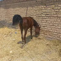 ماوضه دارم