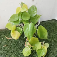 دیفن|گل و گیاه طبیعی|بوشهر, |دیوار