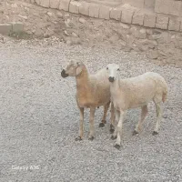 بره
