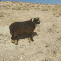 سلام ۳راس کاوه قوچ دو رگ ترکی بختیاری|حیوانات مزرعه|ارژن, |دیوار