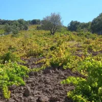 فروش دوقواره پانصد متری