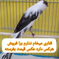 قناری  ماده