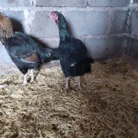 فروشی|حیوانات مزرعه|تایباد, |دیوار