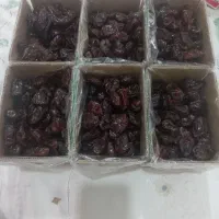 خرمای کبکاب بوشهر اهرم