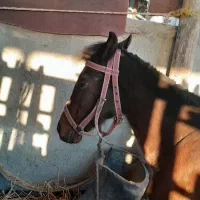 فروش اسب‌|حیوانات مزرعه|بندر گز, |دیوار