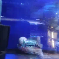 فلاور هد دار خوب سالم، آروانا|ماهی|تهران, دهقان|دیوار