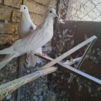 کبوتر