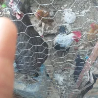 مرغ وخروس بومی تخم گزار