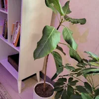 فروش استند به همراه گلدان ها|گل و گیاه طبیعی|دوگنبدان, |دیوار