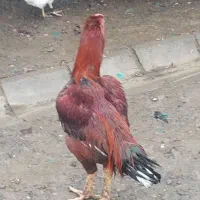 خروس لاری اصیل