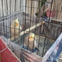 یه جفت طوطی مولد با جوجه سخنگو شش کلام|پرنده|تهران, جوادیه تهرانپارس|دیوار