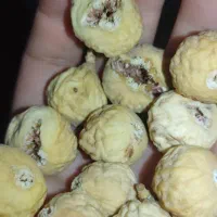 انجیر استهبان