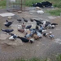 کفتر|پرنده|محمودآباد, |دیوار
