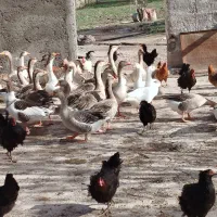 غاز|حیوانات مزرعه|میانه, |دیوار