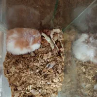 همستر پشمالو|موش و خرگوش|رشت, یخسازی|دیوار