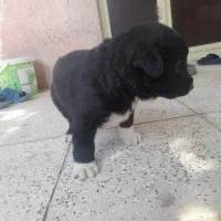 توله سگ خراسانی