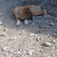 سرابی|سگ|فاریاب, |دیوار