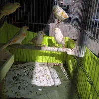 قناری نر و ماده