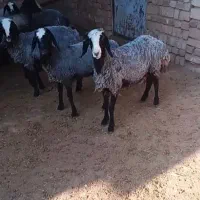 کاور و بره ماده