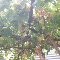 روستای تاج خاتون باغچه جهت مسکونی و تجاری|فروش دفتر صنعتی، کشاورزی، تجاری|قم, بنیاد|دیوار