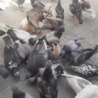 کفتر پلاکی|پرنده|اصفهان, دستگرده|دیوار