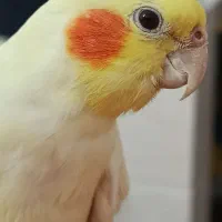 عروس هلندی دستی بالغ