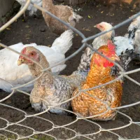 بوقلمون،برهما،مرغ و خروس محلی|حیوانات مزرعه|جلین, |دیوار