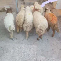 باسلام خدمته شماه گوسفند|حیوانات مزرعه|اهواز, گلدشت|دیوار