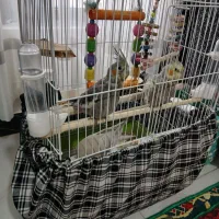 فروش عروس هلندی