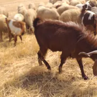 نر بز یا ساورین پاکستانی