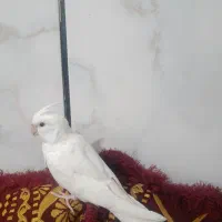 عروس هلندی آلبینو دستی نر وسخنگو