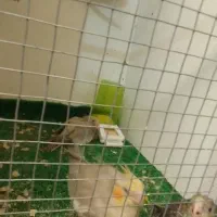 عروس هلندی فروشی یامعاوضه