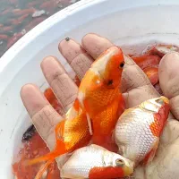 ماهی قرمز گلدفیش عروس ردکپ ابلق