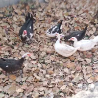 اردک اسراییلی باجوجه