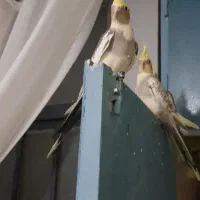 عروس هلندی دستی سخنگو ...|پرنده|ری, دولت‌آباد|دیوار