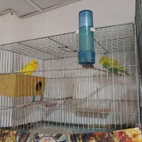 مرغ عشق لیمویی