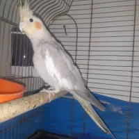 طوطی عروس مولد|پرنده|محمدیه-قزوین, |دیوار