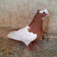 کبوتر بهبهانی سینه طوق سوسنی سرکه ای سیاه دمسفید