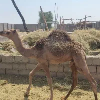 حاشی فروشی