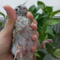 جوجه گرینچیک سرلاکی|پرنده|قم, شاه سید علی|دیوار