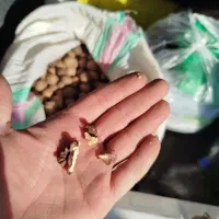 فروش ۴۰۰کیلو بادام شیرین|خوردنی و آشامیدنی|شیراز, شهرک گلستان|دیوار